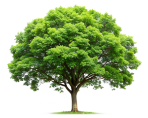Green tree isolated on transparent background.