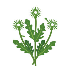 Simple flat 2D icon of dandelion greens isolated on a background, vector design, ideal for animation, UI/UX design, mobile apps, web design, digital illustrations, and minimalist