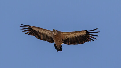 Griffon Vulture (Gyps fulvus) flying against blue sky, near Plakias on southern Crete, Greece.