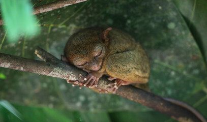 Encounter with a tarsier in a forest in the Visayas, Philippines