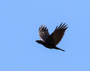Raven (Corvud corax) flying against blue sky, near Plakias on southern Crete, Greece.
