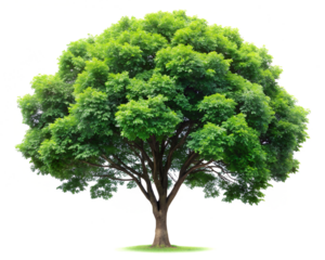 Green tree isolated on transparent background.