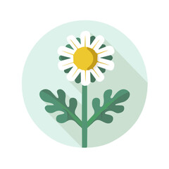 Simple flat 2D illustration of feverfew isolated on a white background, Ai design, flat 2D design
