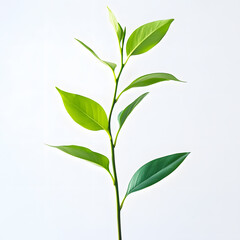 plant sapling, green leafs, completely white background