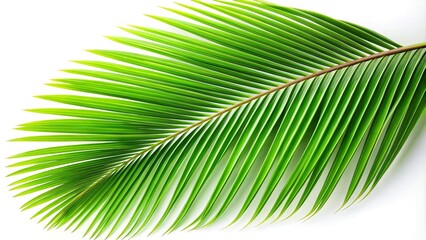 Obraz premium Coconut leaves isolated on white background with a tilted angle