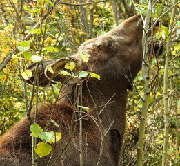 A moose is reaching to eat leaves from tall branches in a dense forest setting. The surroundings are rich with green and yellow foliage, indicative of a natural habitat.