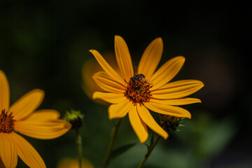 Schwebfliege auf Topinamburblüte
