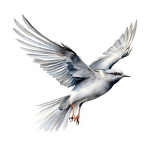 Obraz premium white dove in flight