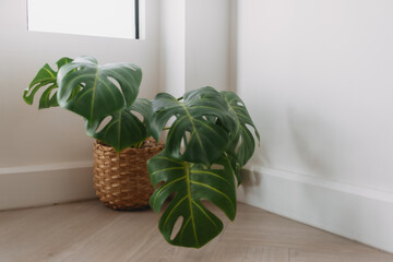 Monstera plants in wooden basket decorated at the corner minimal white room.