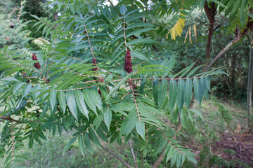 Sumak octowiec (Rhus typhina)