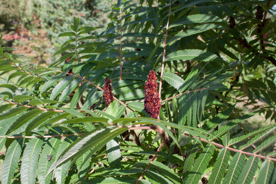 Sumak octowiec (Rhus typhina)