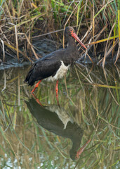 très beau portrait d'une très jolie cigogne noir en migration, dans cette photo, il y a son miroir dans l'eau qui apparait