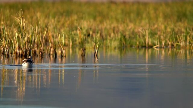 American Avocet (Recurvirostra americana) feeding in a marsh.
Summer Lake Wildlife Management Area, Oregon