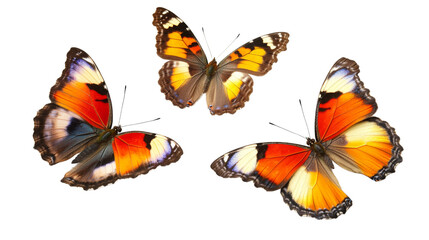 Fototapeta premium Butterfly collection transparent background