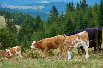 Fototapeta premium Somewhere in the Carpathian Mountains, transsilvania, Romania