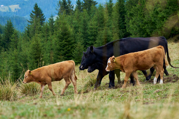 Obraz premium Somewhere in the Carpathian Mountains, transsilvania, Romania