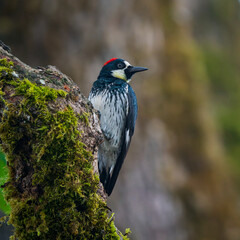 Acorn Woodpecker (Melanerpes formicivorus)  in an Oregon White Oak (Quercus garryana). Finley National Wildlife Refuge, Oregon.