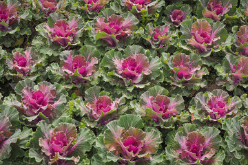 Kale or leaf cabbage, purple green edible leaves, close up. Cultivated Brassica oleracea as ornamental flowering plant of the family Brassicaceae, Acephala group.