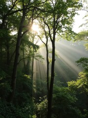 Lush forest panorama with sun rays shining through the trees, landscape