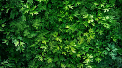 Fototapeta premium Lush green parsley leaves creating dense natural pattern, fresh organic herbs background showing vibrant foliage texture and healthy garden growth