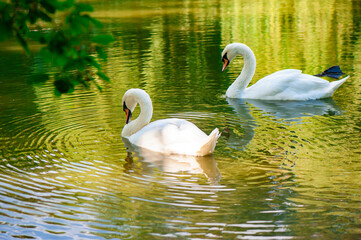 Two White Swans Swimming Gracefully on a Reflective Pond. Pair of elegant white swans gliding on a...