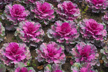 Kale or leaf cabbage, purple green edible leaves, close up. Cultivated Brassica oleracea as...