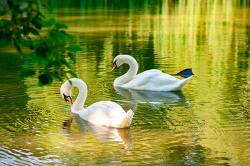Two White Swans Swimming Gracefully on a Reflective Pond. Pair of elegant white swans gliding on a calm, reflective pond surrounded by lush greenery.