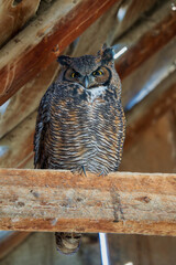 Great Horned Owl (Bubo virginianus) roosts on  a rafter in an abandoned barn. Central Oregon.