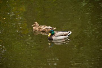 Two Ducks Swimming in Sunlit Reflective Pond. A pair of ducks gliding through a sunlit reflective pond with gentle ripples on the water.