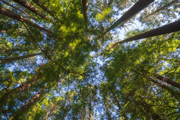 Looking up through the canopy of Douglas Firs (Pseudotsuga menziesii). Marys Peak National Recreation Area, Oregon.