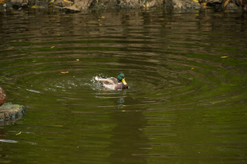 Mallard Duck Flapping Wings on Water Surface. Male mallard duck with green head flapping its wings, creating ripples on the pond surface.