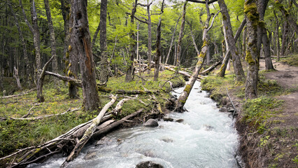 Stream in the Patagonian Forest