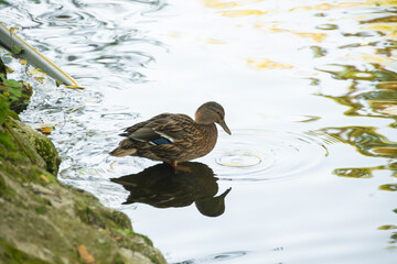 Brown Duck Swimming on Calm Reflective Water. Brown duck swimming on calm, reflective water with greenish hues and light ripples.