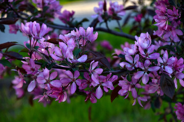Beautiful red apple blossoms in spring. Apple tree flowers in close-up. Beautiful bokeh.