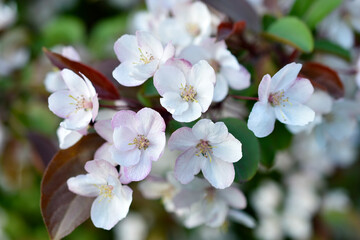 Beautiful apple tree flowers in spring. Apple tree flowers in close-up. Beautiful bokeh.