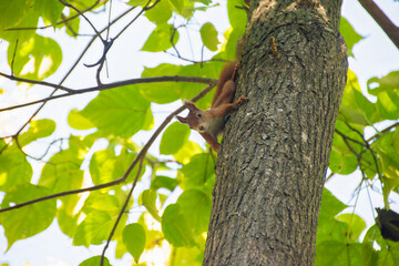 Squirrel Perched on Tree Branch Among Green Leaves. A squirrel sits on a tree branch, surrounded by bright green leaves, looking down from above.