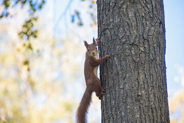 Squirrel Perched on Tree Branch Among Green Leaves. A squirrel sits on a tree branch, surrounded by bright green leaves, looking down from above.