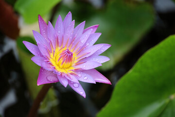 Purple water lily flower with water drops blooming on a lake, Nymphaea violacea