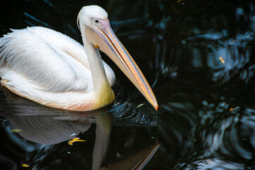 White Pelican Floating on Dark Reflective Water. Close-up of a white pelican with a long beak, gracefully floating on dark, reflective water.