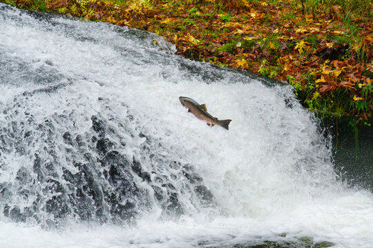 Coho Salmon (Oncorhynchus kisutch) jumping up waterfall at Lower Lake Creek Falls in Western Oregon.