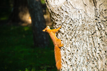 Red Squirrel Climbing Tree Trunk in Sunlight. Red squirrel scaling a large tree trunk, illuminated by sunlight in a forest setting.