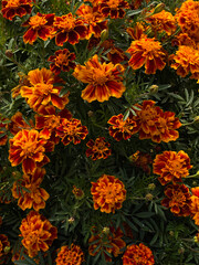 Marigolds red-orange with leaves. Floral arrangement of tagetes. Bright Cempasuchil. Unpretentious annual garden flowers. For banner, label, background, packaging design