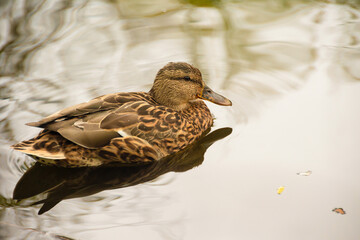 Brown Duck Swimming on Calm Reflective Water. Brown duck swimming on calm, reflective water with greenish hues and light ripples.