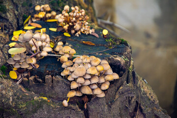 Cluster of Mushrooms Growing on Tree Stump. Close-up of small mushrooms clustered on a mossy tree stump with fallen yellow leaves around.