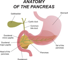 Obraz premium Medical illustration of the location of the internal organs, pancreas and duodenum in the human body 