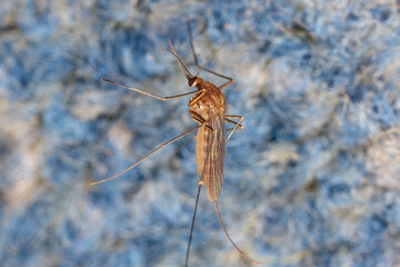 Mosquito overwintering in an unheated firewood storage room with spider webs.