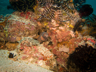 A Yellowmargin Moray Eel or Gymnothorax flavimarginatus in a beautiful coral reef in Puerto Galera, Philippines