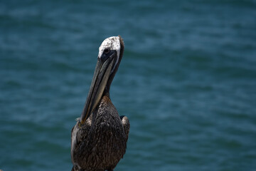 Brown Pelican Enjoying the Day in Nature Outdoors
