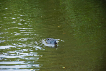 Black Coot Swimming in Green Pond. A black coot bird spreading its wings while swimming in a calm, green pond.