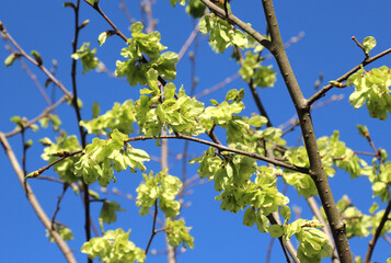 Elm (Ulmus glabra) twig with leaves and flower